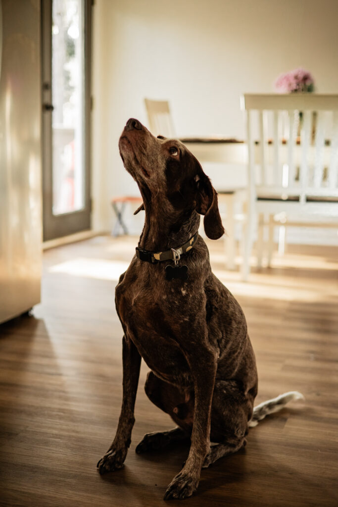 Documenting families through every season during a lifestyle family photography session